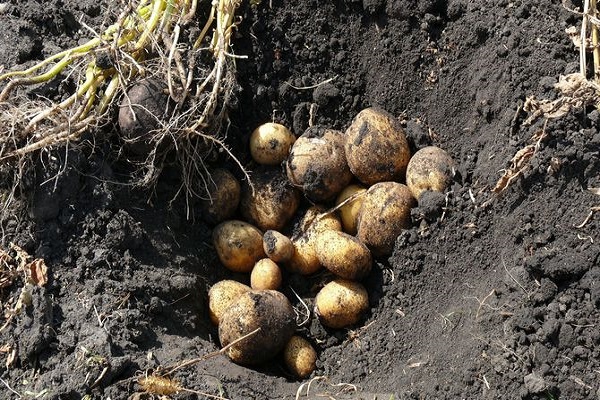 Опис сорту картоплі Колетте, його характеристика та врожайність