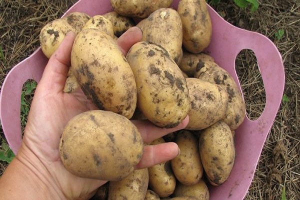 Опис сорту картоплі Колетте, його характеристика та врожайність