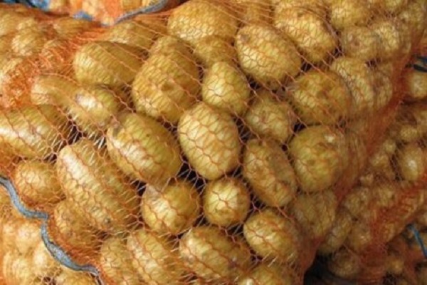 Опис сорту картоплі Колобок, особливості вирощування та догляду