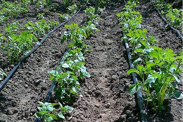 Опис сорту картоплі Лорх, особливості вирощування та догляду