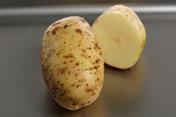 Опис сорту картоплі Лорх, особливості вирощування та догляду