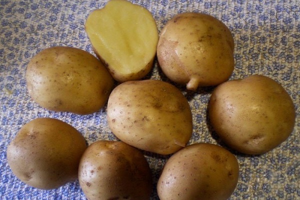Опис сорту картоплі Метеор, особливості вирощування та догляду