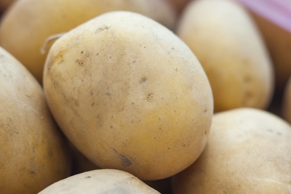 Опис сорту картоплі Метеор, особливості вирощування та догляду