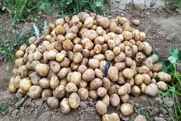 Опис сорту картоплі Наташа, його характеристика та врожайність