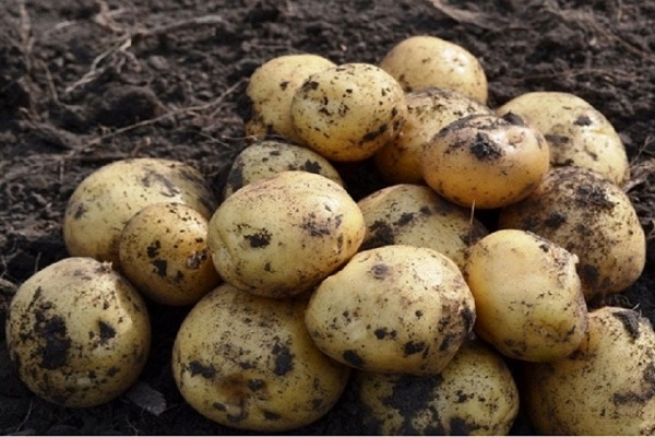 Опис сорту картоплі Наташа, його характеристика та врожайність