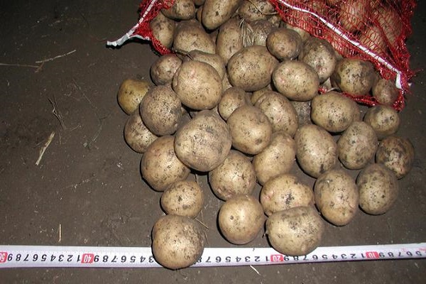 Опис сорту картоплі Невський, його характеристика та врожайність