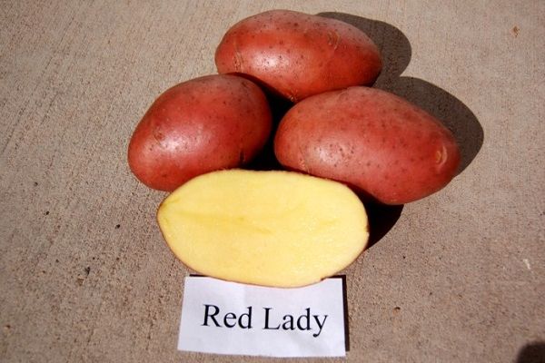 Опис сорту картоплі Ред Леді, особливості вирощування та врожайність