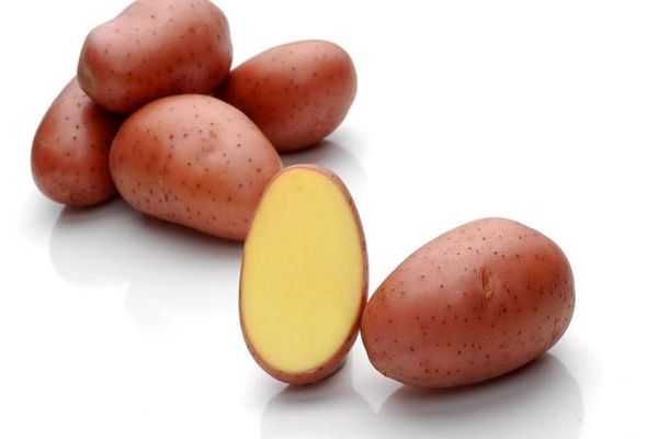Опис сорту картоплі Ред Леді, особливості вирощування та врожайність