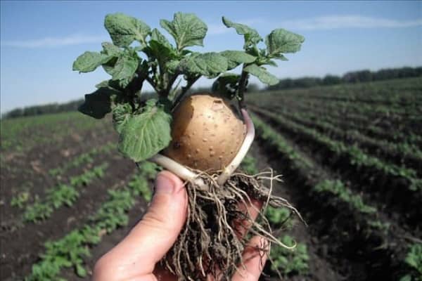 Опис сорту картоплі Рівєра, агротехніка і правила вирощування