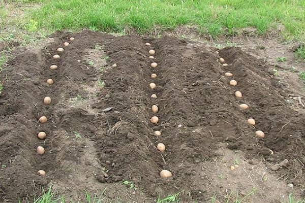 Опис сорту картоплі Рівєра, агротехніка і правила вирощування