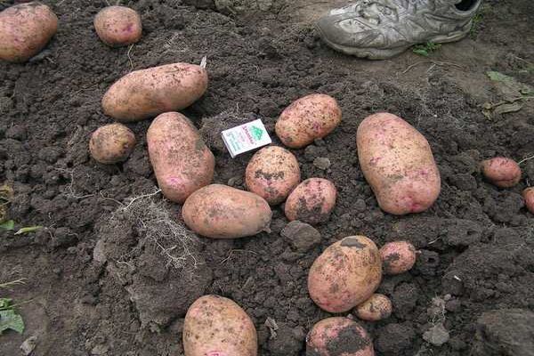 Опис сорту картоплі Рябінушка, особливості вирощування та врожайність