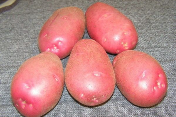Опис сорту картоплі Рябінушка, особливості вирощування та врожайність