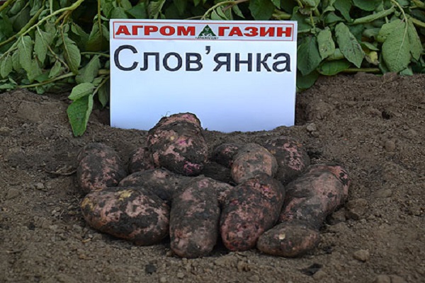 Опис сорту картоплі Словянка, особливості вирощування та догляду