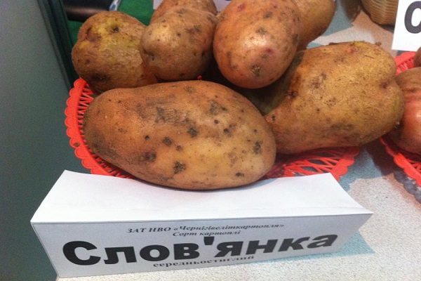 Опис сорту картоплі Словянка, особливості вирощування та догляду