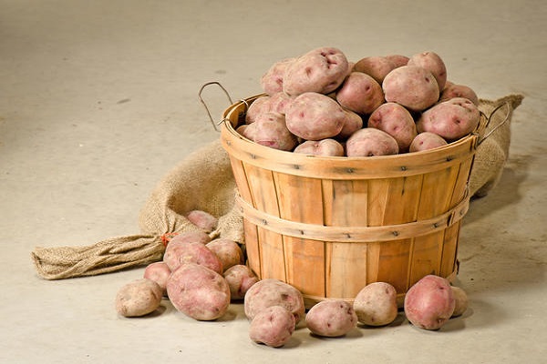 Опис сорту картоплі Снігур, особливості вирощування та догляду