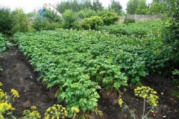 Опис сорту картоплі Янка, особливості вирощування та догляду