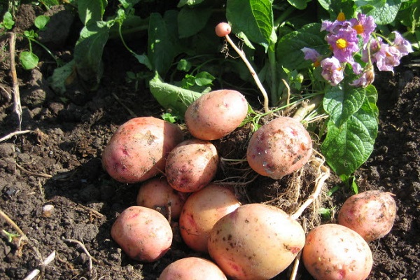 Опис сорту картоплі Жуковський ранній, особливості вирощування та догляду