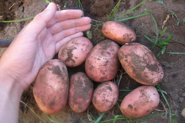 Опис сорту картоплі Жуковський ранній, особливості вирощування та догляду