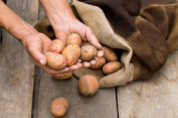 Опис сорту картоплі Журавинка, вирощування та врожайність
