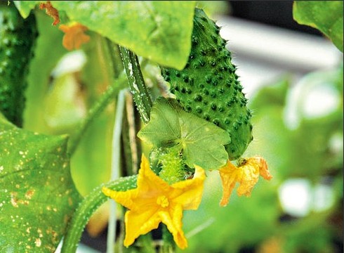 Опис сорту огірка Диво хрустик, особливості вирощування та догляд