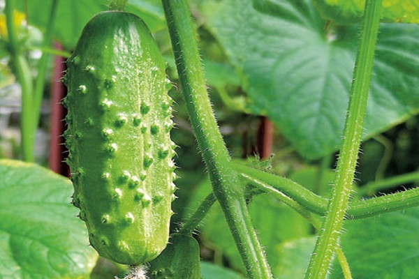 Опис сорту огірка Кароліна f1, його характеристика та врожайність