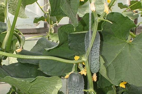 Опис сорту огірка Кароліна f1, його характеристика та врожайність