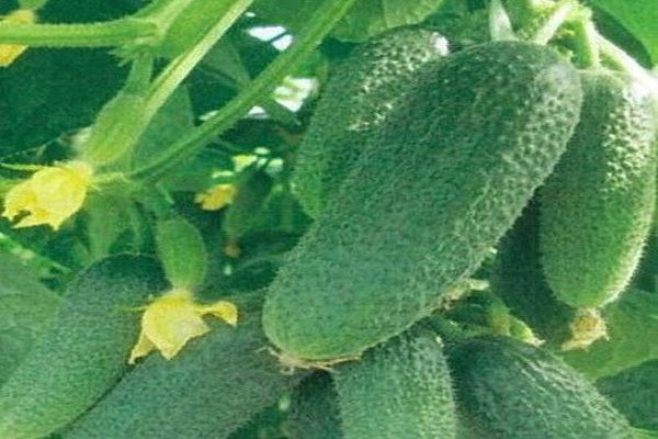 Опис сорту огірка Клодін, його характеристики та вирощування