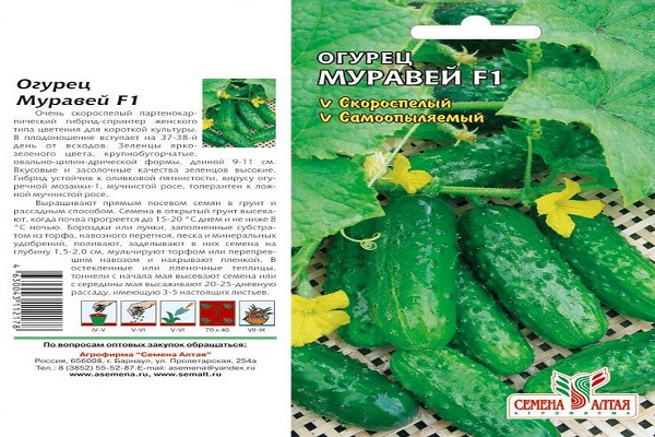 Опис сорту огірка Мураха, його характеристики та врожайність