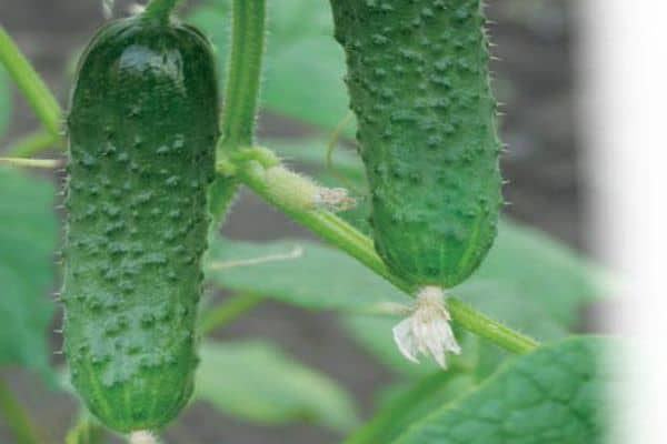 Опис сорту огірка Паркер f1, особливості вирощування та догляду