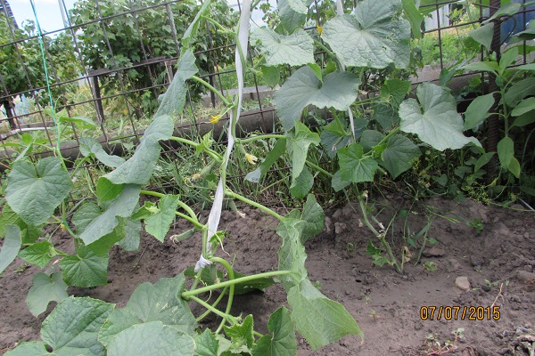 Опис сорту огірка Сатіна f1, особливості вирощування та догляду
