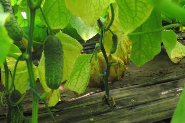 Опис сорту огірка Седрік f1, його характеристика та врожайність