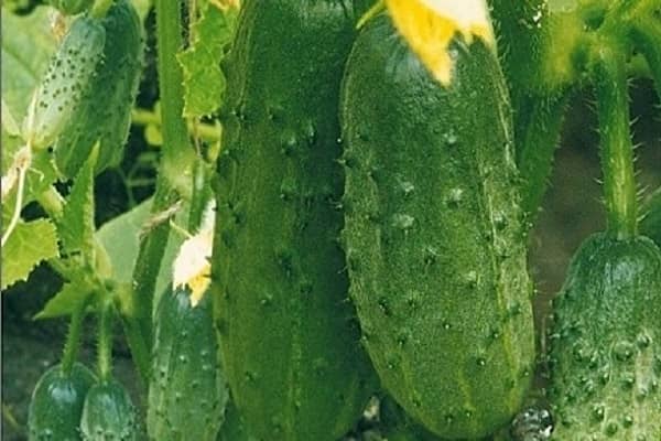 Опис сорту огірка Завірюха, його характеристика та врожайність