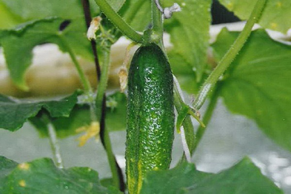 Опис сорту огірків Квітневий, характеристика і вирощування