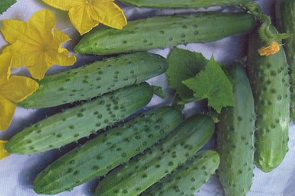 Опис сорту огірків Квітневий, характеристика і вирощування