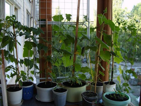 Опис сорту огірків Балконне Диво, особливості вирощування та догляду