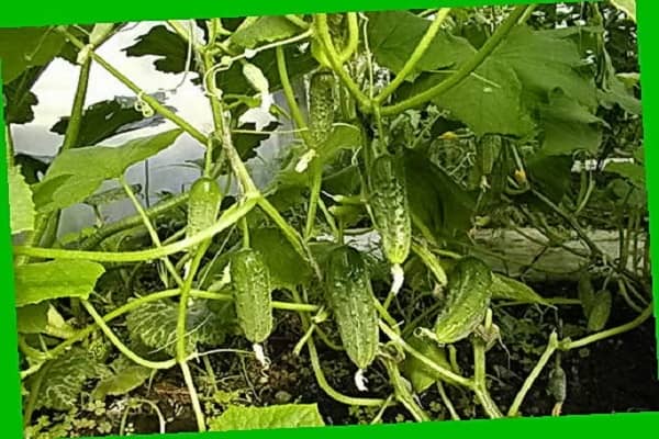Опис сорту огірків Іра, особливості вирощування та догляду