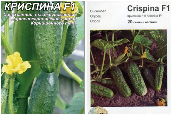 Опис сорту огірків Кріспіна, його характеристика та врожайність