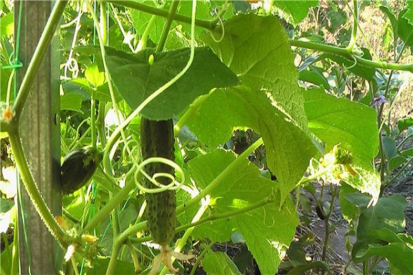 Опис сорту огірків Ластівка, особливості вирощування та догляду