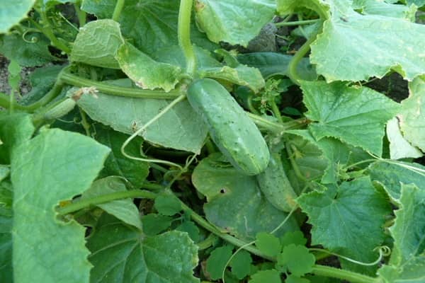 Опис сорту огірків Ластівка, особливості вирощування та догляду