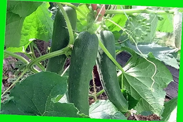 Опис сорту огірків Метелиця, його врожайність і вирощування
