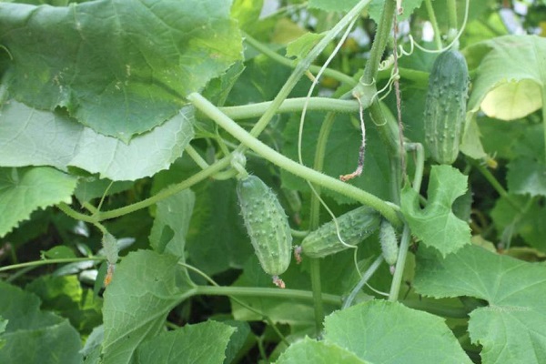Опис сорту огірків Метелиця, його врожайність і вирощування