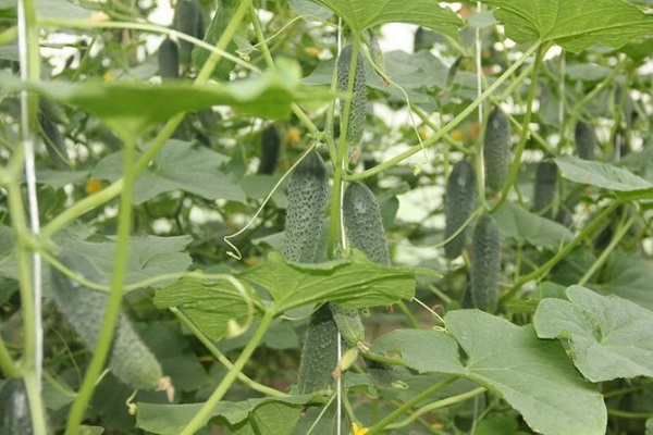 Опис сорту огірків Паратунка, вирощування та врожайність
