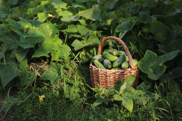 Опис сорту огірків Паратунка, вирощування та врожайність