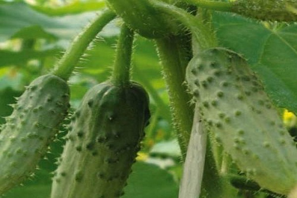 Опис сорту огірків Три танкіста, його характеристика та врожайність