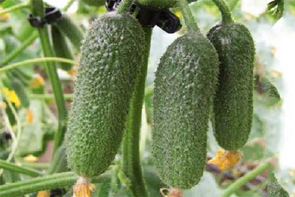 Опис сорту огірків Трилоджи, особливості вирощування та догляду