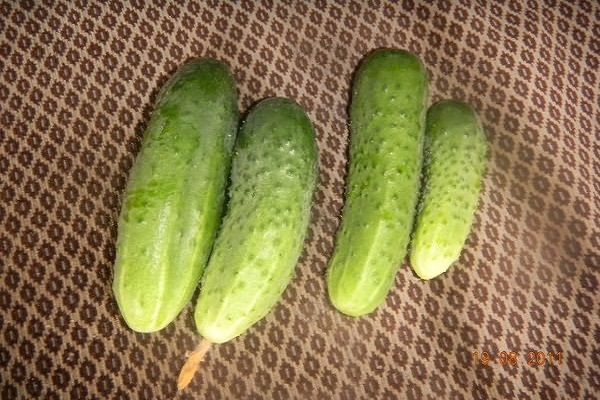 Опис сорту огірків Веселі хлопці, особливості вирощування та врожайність
