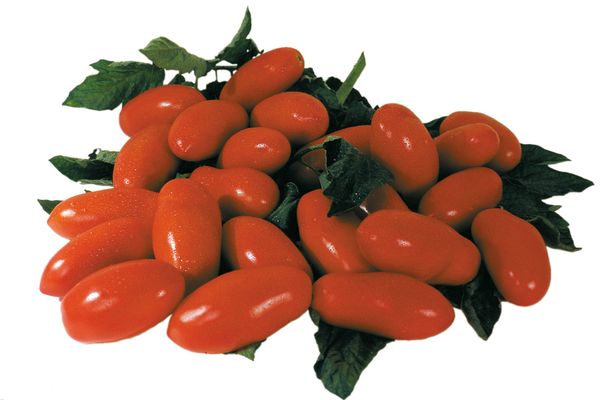 Опис сорти томата Эрколь, характеристика і врожайність