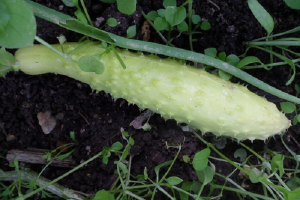 Опис білих сортів огірків, вирощування і догляд за ними