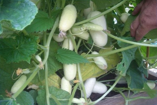 Опис білих сортів огірків, вирощування і догляд за ними