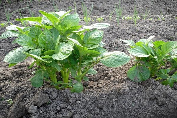 Опис сортів чорного картоплі, особливості вирощування та догляду